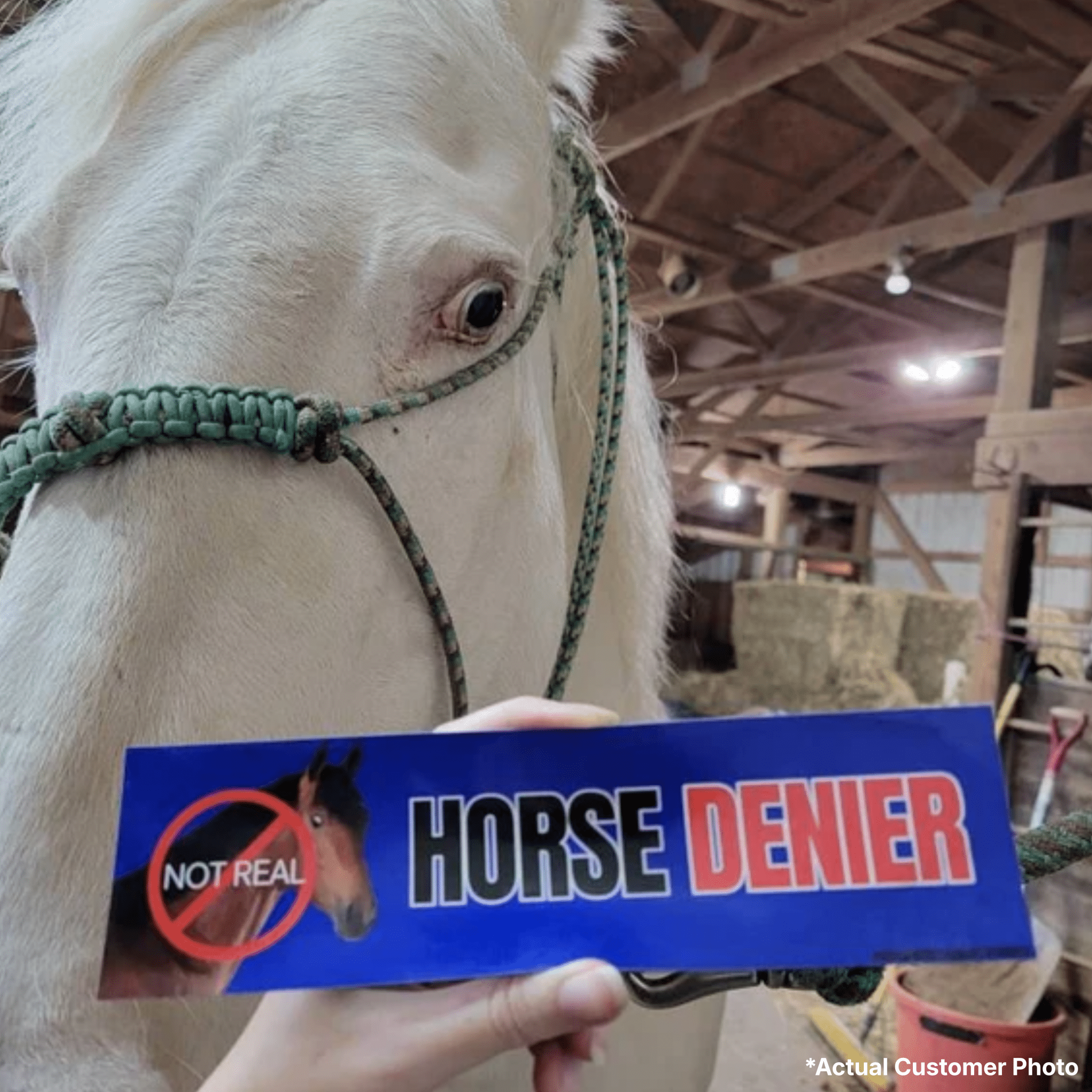 Horse DENIER - Frog Mustard Stickers