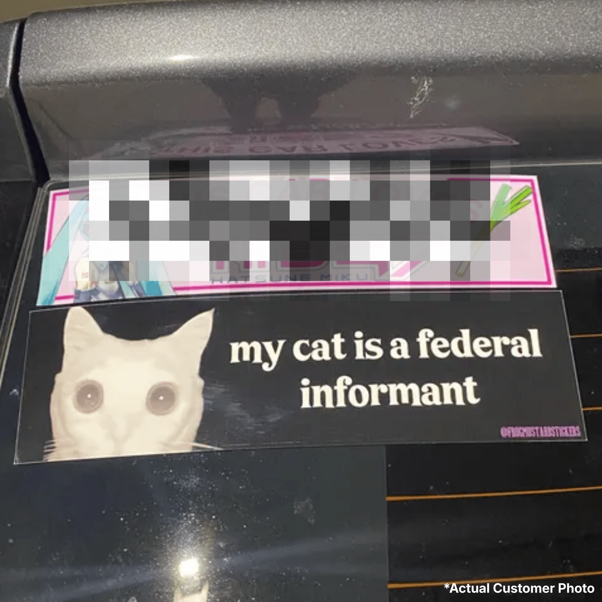 My Cat is a Federal Informant - Frog Mustard Stickers